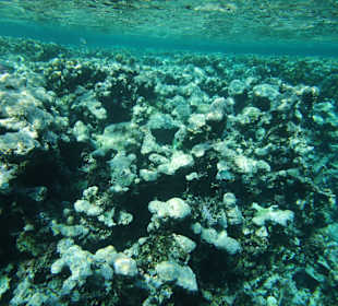 Die Bucht: erschütternd!