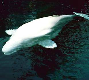 Beluga