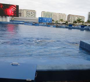 Aquarium / Oceanongrafic