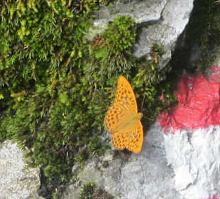 Weiler Naro Schmetterling