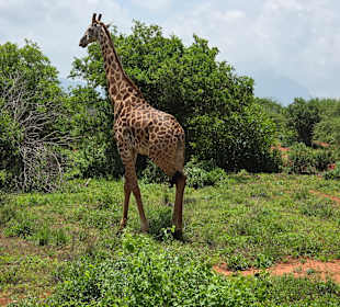 Tsavo
