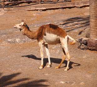 Tiere im Oasis Park Fuerteventura