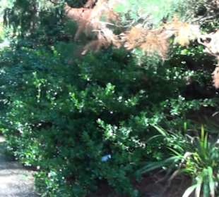 Berggarten