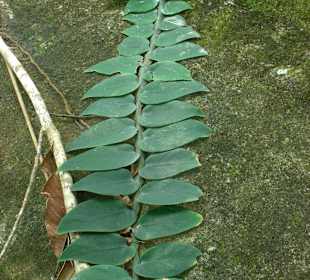 Pflanze, die an einem Stamm hochwächst