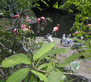 Vogelpark in Playacar