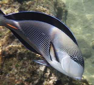 Atemberaubende Unterwasserwelt