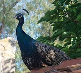 Paw w ogrodzie zamkowym w Bodrum