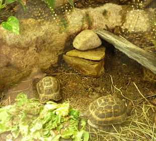 Spinnen - Schildkröte