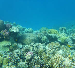 Schnorcheln Makadi Bay