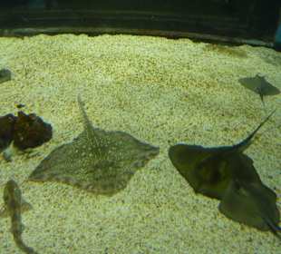 Viele unterschiedliche Fischarten