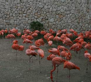 Flamingos