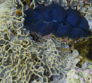 Schnorcheln Raja Ampat