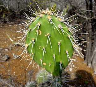 Typische Vegetation an den Rändern des Trails