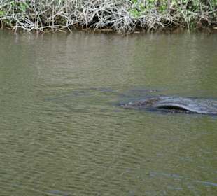 Manitee in den Everglades