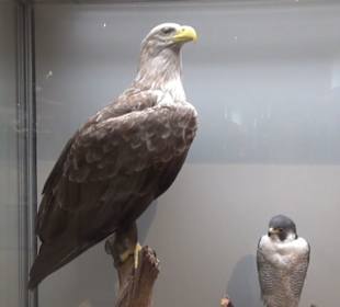 Naturkundemuseum