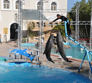 Dolphin Sharm elshiek show