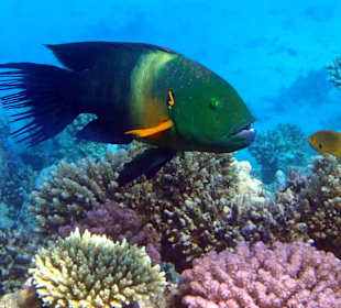 Красивая рыбка - Hotel Tropitel Sahl Hasheesh