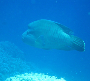 Napoleon am Hausriff Hotel Melia Sinai
