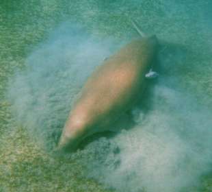 Dugong
