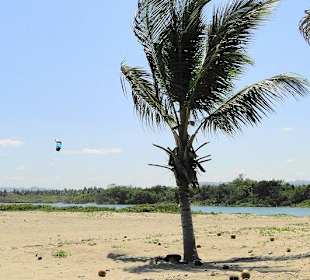 Palme mit Kitesurfer