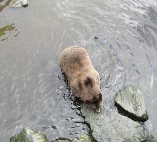 Alte Kläranlage, hohe Betonmauer, artgerecht ?