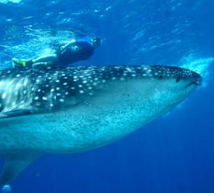 Heike und der Walhai