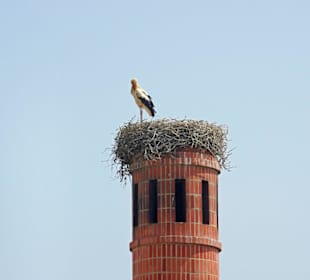 Dona Barca ,,Storch''