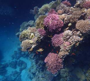 Schnorcheln Marsa Alam