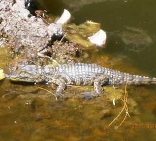 Baby Krokodil