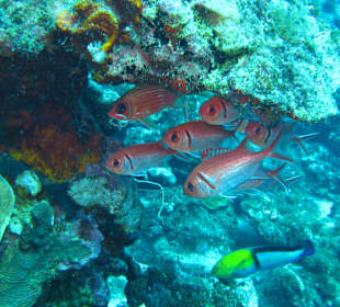 Kleiner Schwarm Snapper 