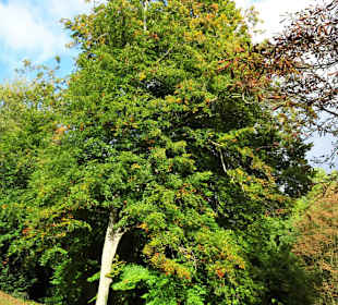 Eindrücke aus dem herbstlichen Knoops Park