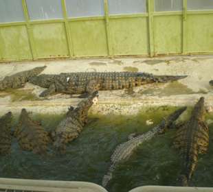 Versammlung kurz vor der Fütterung