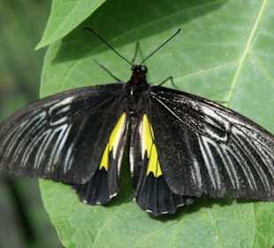 Schmetterling
