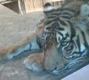 Zoo Brno