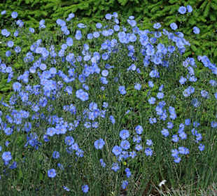 Spaziergang durch den Botanischen Garten Bremen