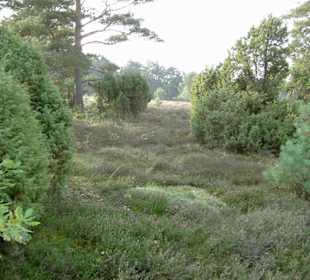 Lüneburger Heide