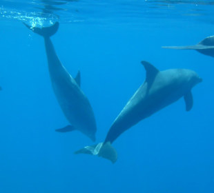 Wirklich so nah gesehen