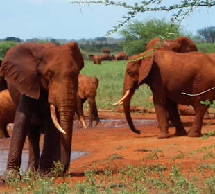 Rote Elefanten im Tsavo Ost