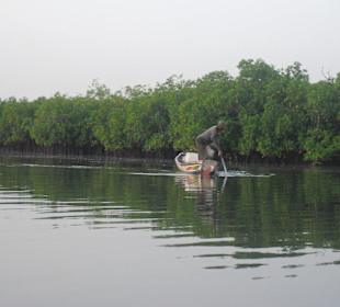 Fahrt durch Mangrovenwälder