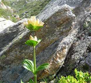 Gelber Enzian - Natur pur