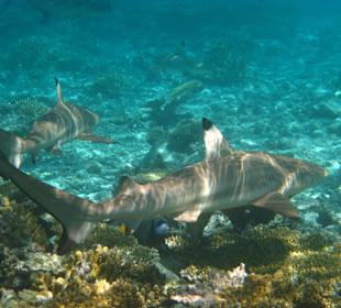 Schwarzspitzenriffhai