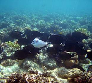 weises Schaf in dunkler Herde