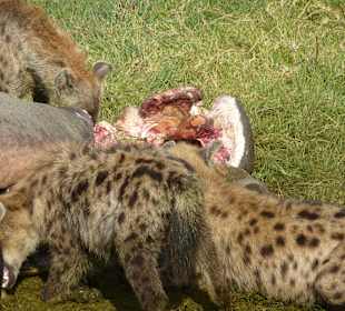 Die Reste des Wasserbüffels