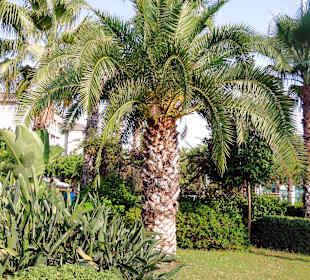 Pflanzen in Alanya und Park