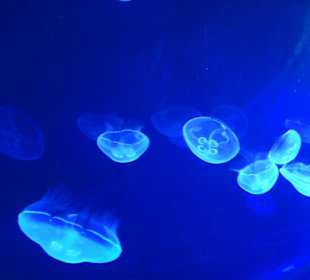 Aquarium L’Oceanogràfic 
