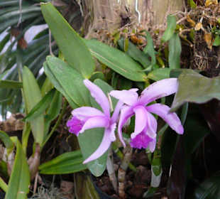 naturnahe Aufstellung