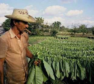 Tabaco