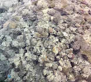 Schnorcheln Makadi Bay