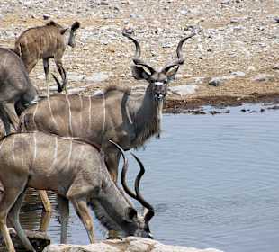 Kudus