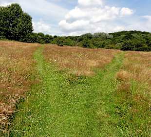 Manche Wege sind bestenfalls Trampelpfade